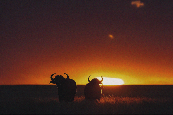 Maratona de Cape Town 2026